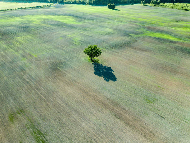 istock drone image. aerial view of empty cultivated fields with lonely tree in the middle 969460692