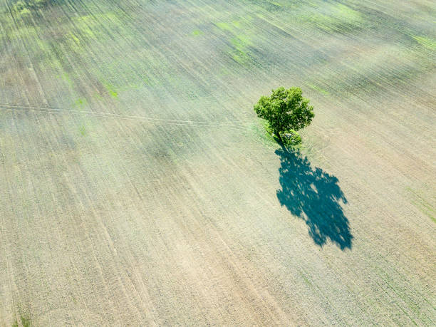 istock drone image. aerial view of empty cultivated fields with lonely tree in the middle 969460702