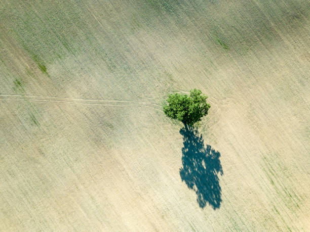 istock drone image. aerial view of empty cultivated fields with lonely tree in the middle 969460758