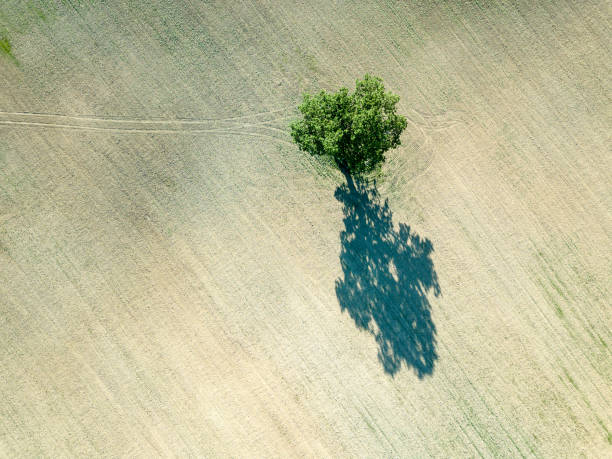 istock drone image. aerial view of empty cultivated fields with lonely tree in the middle 969460824