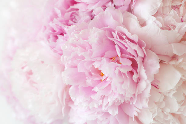 istock beautiful pink peony flower background 969464098