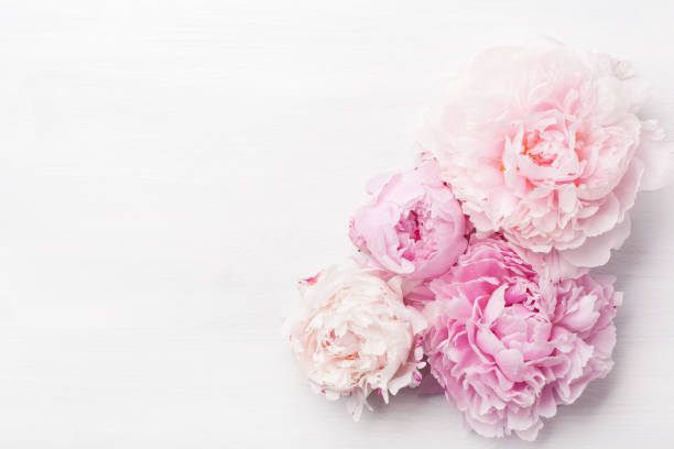 istock beautiful pink peony flower background 969464288