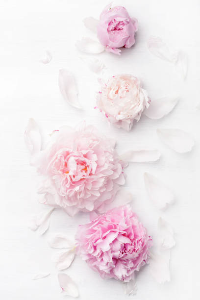 istock beautiful pink peony flower background 969464456