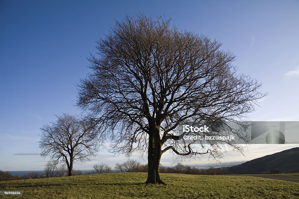 Tree on a hill near Edinburgh  Beauty In Nature Stock Photo