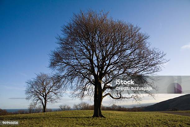 Tree On A Hill Near Edinburgh Stock Photo - Download Image Now - Beauty In Nature, Birch Tree, Black Color