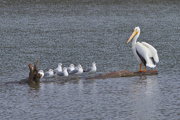 istock Pelican and Gulls on Log 96946696