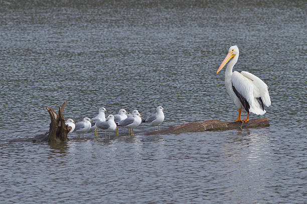 пеликан и gulls на журнал - 4544 стоковые фото и изображения
