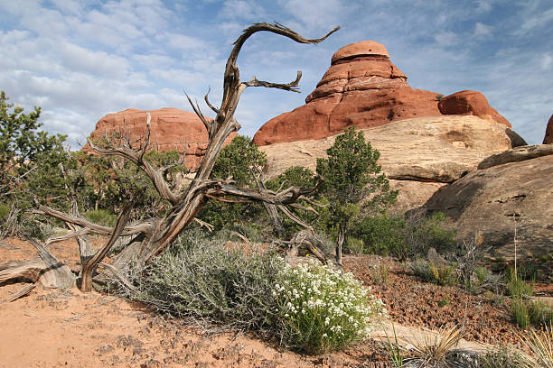 istock Canyonlands in Utah 96946828