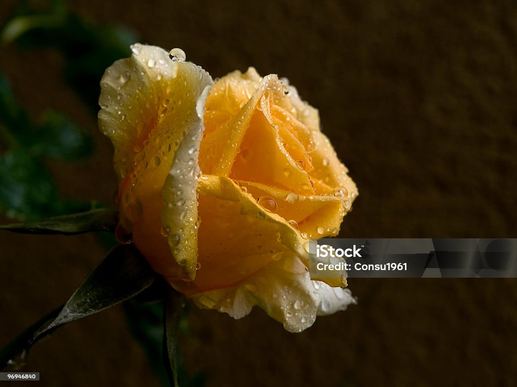 Flor hermosa amarillo - Foto de stock de Amarillo - Color libre de derechos