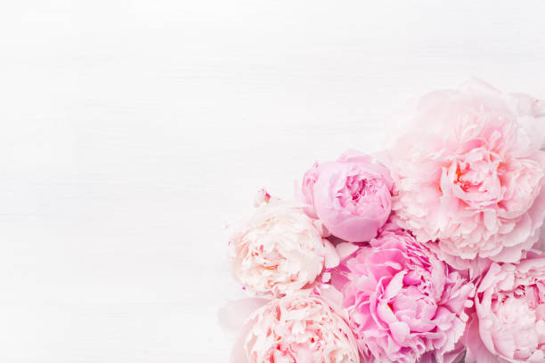 istock beautiful pink peony flower background 969469950