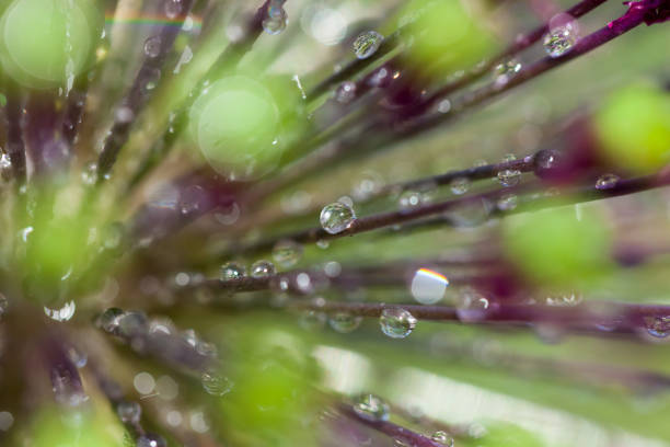 allium giganteum and drops closeup, abstract