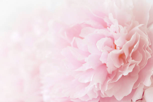 istock beautiful pink peony flower background 969473098