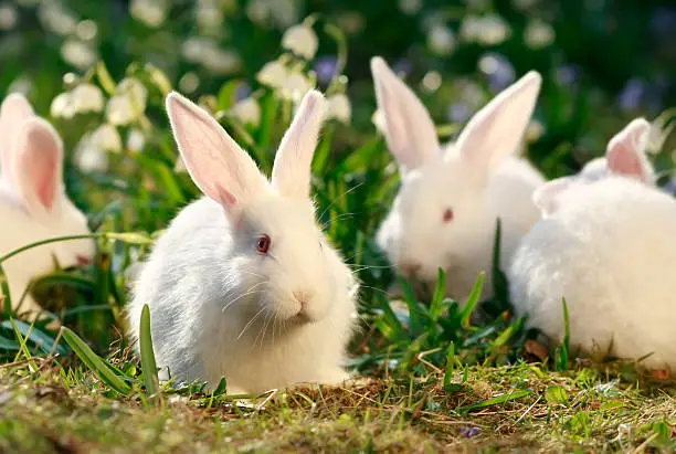 Photo of flock rabbits