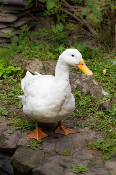 istock White Campbell domestic breed duck. Orange beak and feet. 969473280