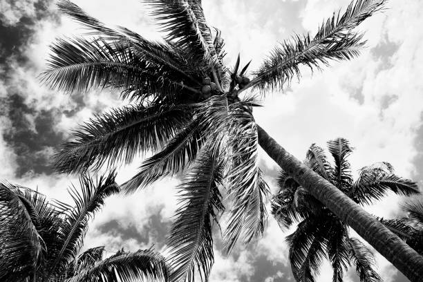 istock Storm in Florida Keys 969473538