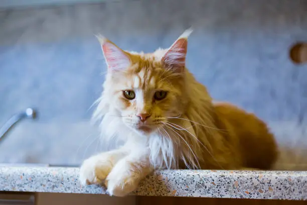 red mainecoon cat looking into camera