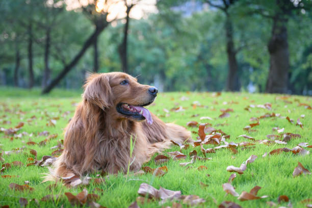 istock Golden Retriever playing in the park 969474054