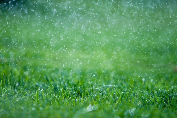 зеленая трава под дождем - 5446 стоковые фото и изображения