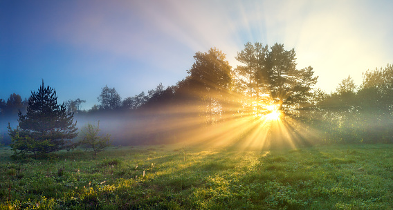 beautiful panorama landscape with sun and forest and meadow at sunrise. sun rays shine through trees. panoramic view