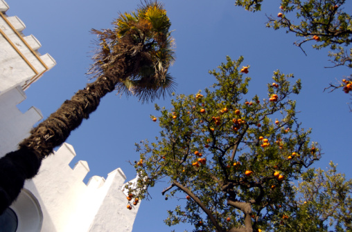 Looking up into a palm and orange trees in the gardens of Seville's Moorish Alcazar, once the home of Muslim princes and then Christian kings. See other pics of Moorish Spain here.