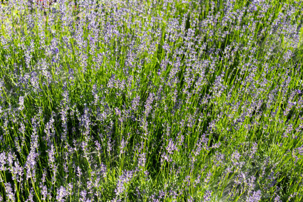 istock Young garden lavender grass and flowers. 969482000