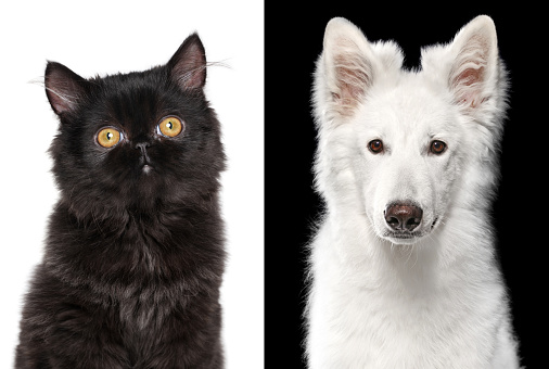 Portrait of a black Persian Cat and white Swiss shepherd dog