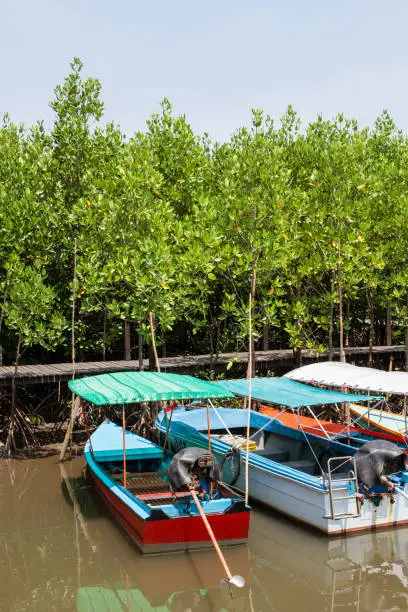 Photo of Small Boat for tourists parked in Green Ceriops tagal tree field.