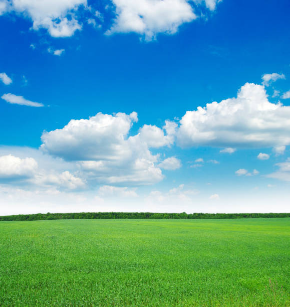 istock green field and blue sky 969485630