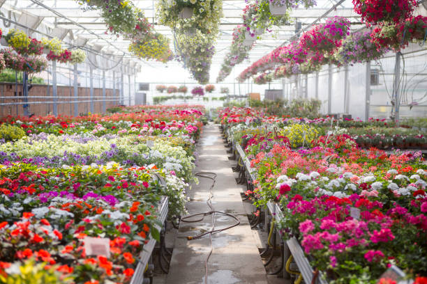 flowers growing in plant nursery - plant nursery imagens e fotografias de stock