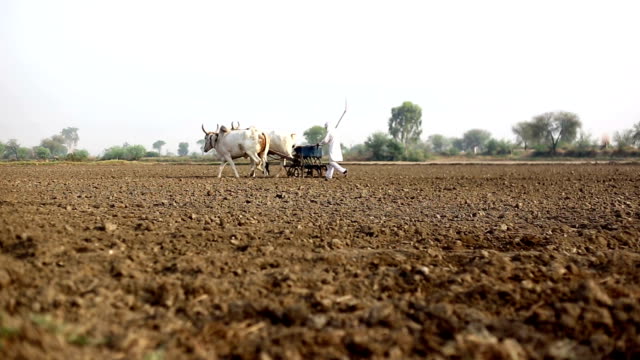 Farmer plowing field in traditional style