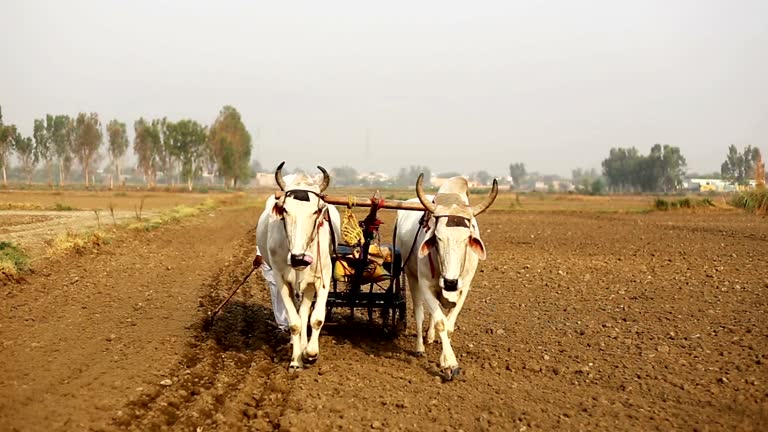 Farmer plowing field in traditional style