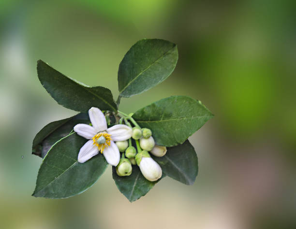 istock close up of citrus flowers 969492774