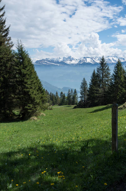 istock Alpine forest and meadow surrounded by mountains 969492788