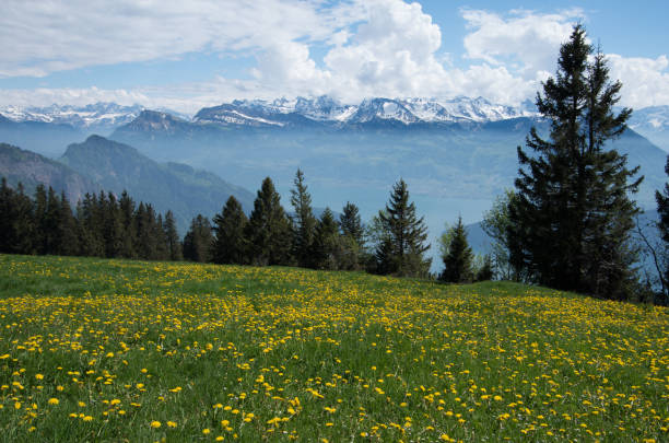 istock Alpine forest and meadow surrounded by mountains 969496032