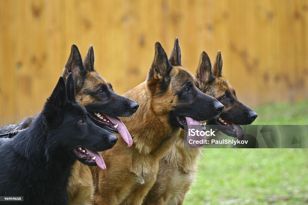 Cuatro perros - Foto de stock de Pastor Alemán libre de derechos