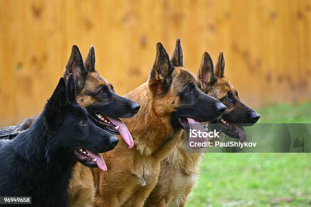 Quattro Cani - Fotografie stock e altre immagini di Pastore Tedesco - Pastore Tedesco, Muta di cani, Gruppo di animali