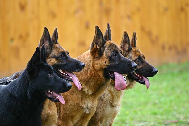 quatro cães - group of dogs - fotografias e filmes do acervo