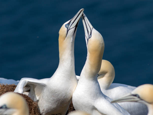 istock Gannets (Morus Bassanus) at Troup Head, Scotland 969501370