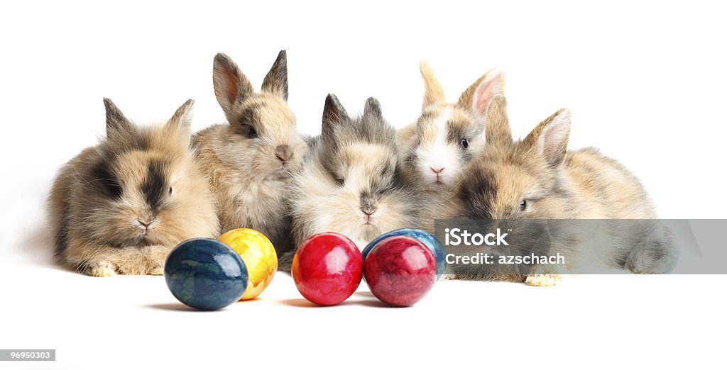 Easter Bunny  Animal Stock Photo