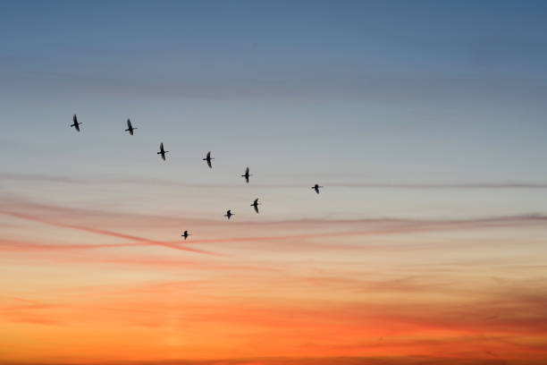 birds flying in the shape of v on the cloudy sunset sky. bottom view stock photo