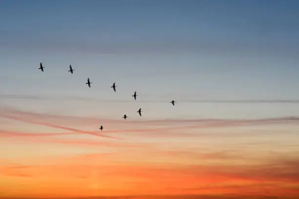 Photo of birds flying in the shape of v on the cloudy sunset sky. bottom view