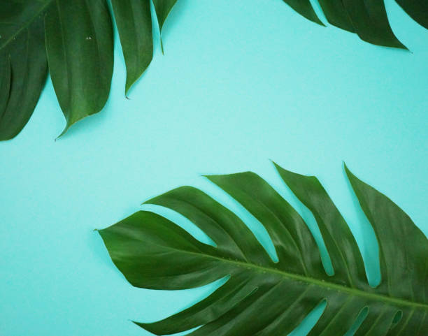 istock Tropical palm leaf-green background-3 leaf 969504958