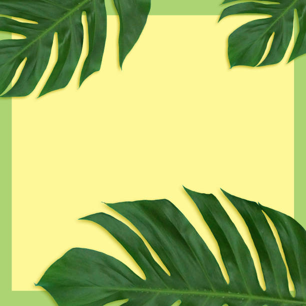 istock Tropical palm leaf-yellow and green background-two tone-shadow 969505058