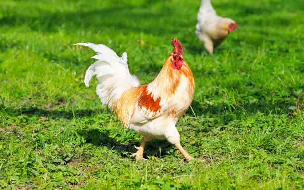 Photo of Free-range chickens (chicken) on a field of an organic farm