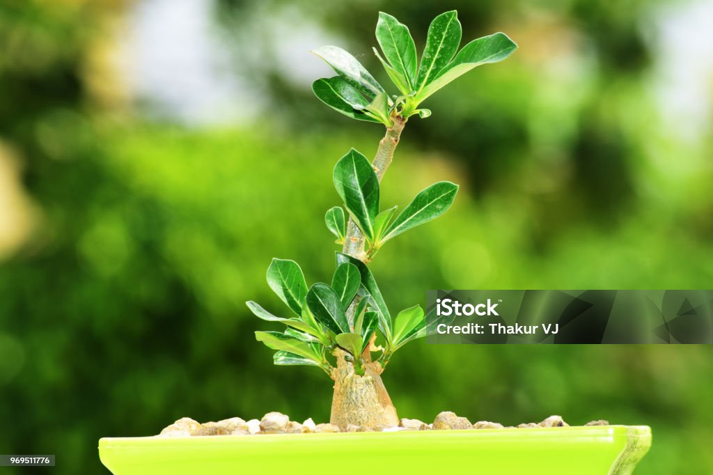 Bonzai Bonzai Adenium plant Adenium Stock Photo