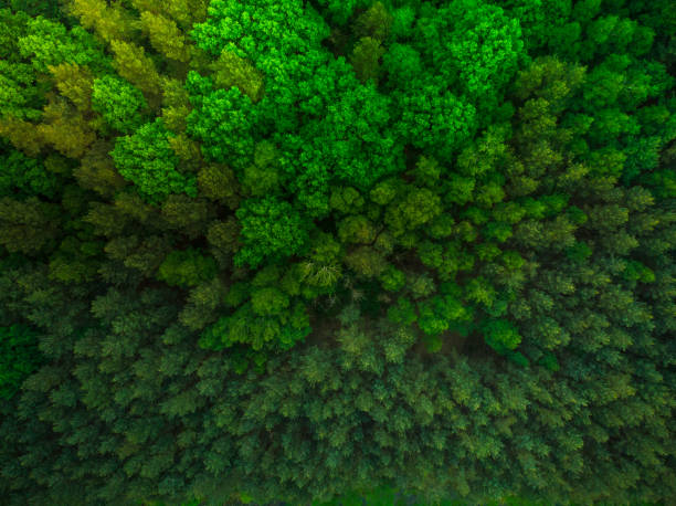 istock Colorful trees in spring forest,top down aerial 969511874