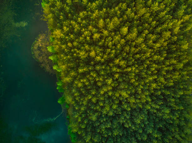 istock Aerial top down view over forest and lake 969514416