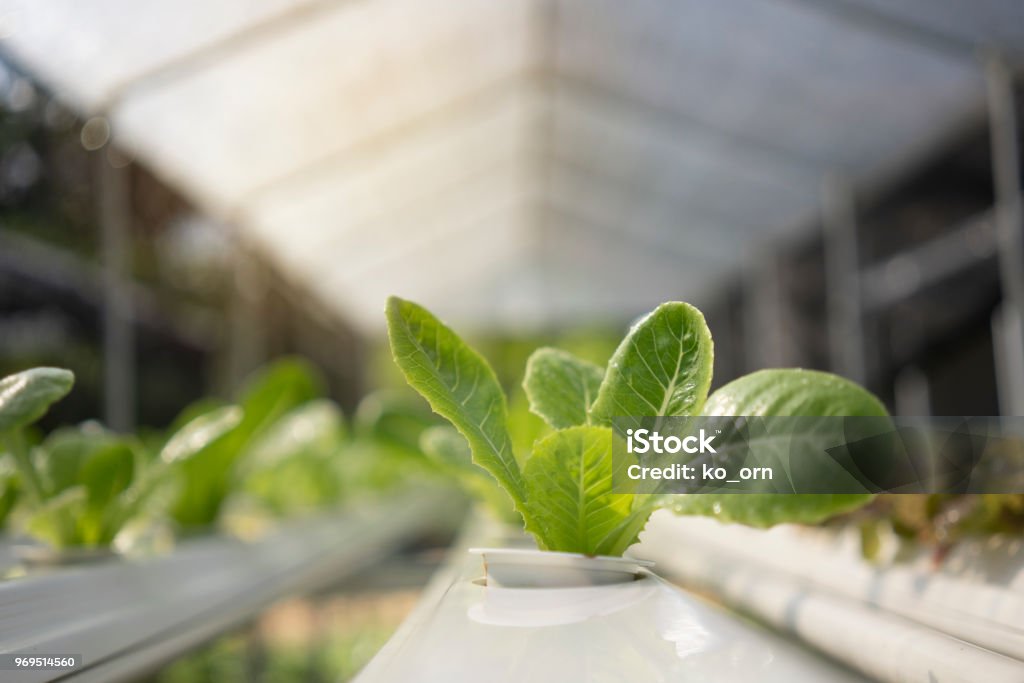The herb of organic vegetables is in the greenhouse. Hydroponics Stock Photo