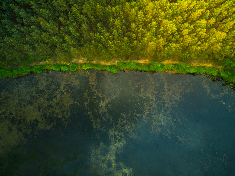 Aerial top down view over forest and lake.