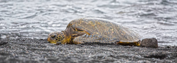 istock Sea Turtle is laying on the Beach in Hawaii 969514854